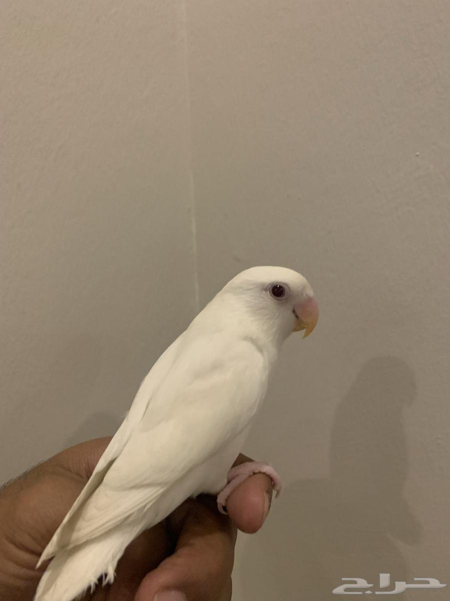 روز اليف63655707685633111