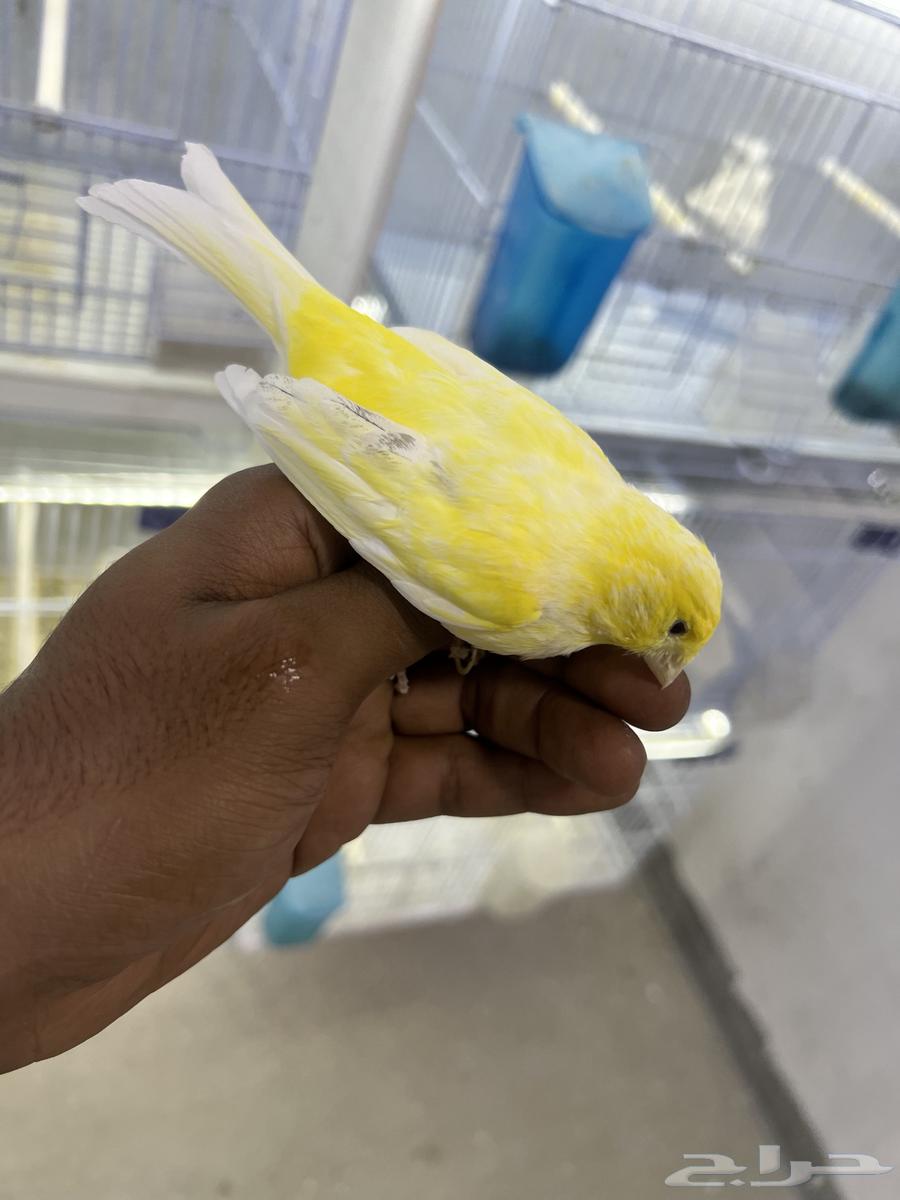 كناري تغريد (تم البيع)63655713543681111