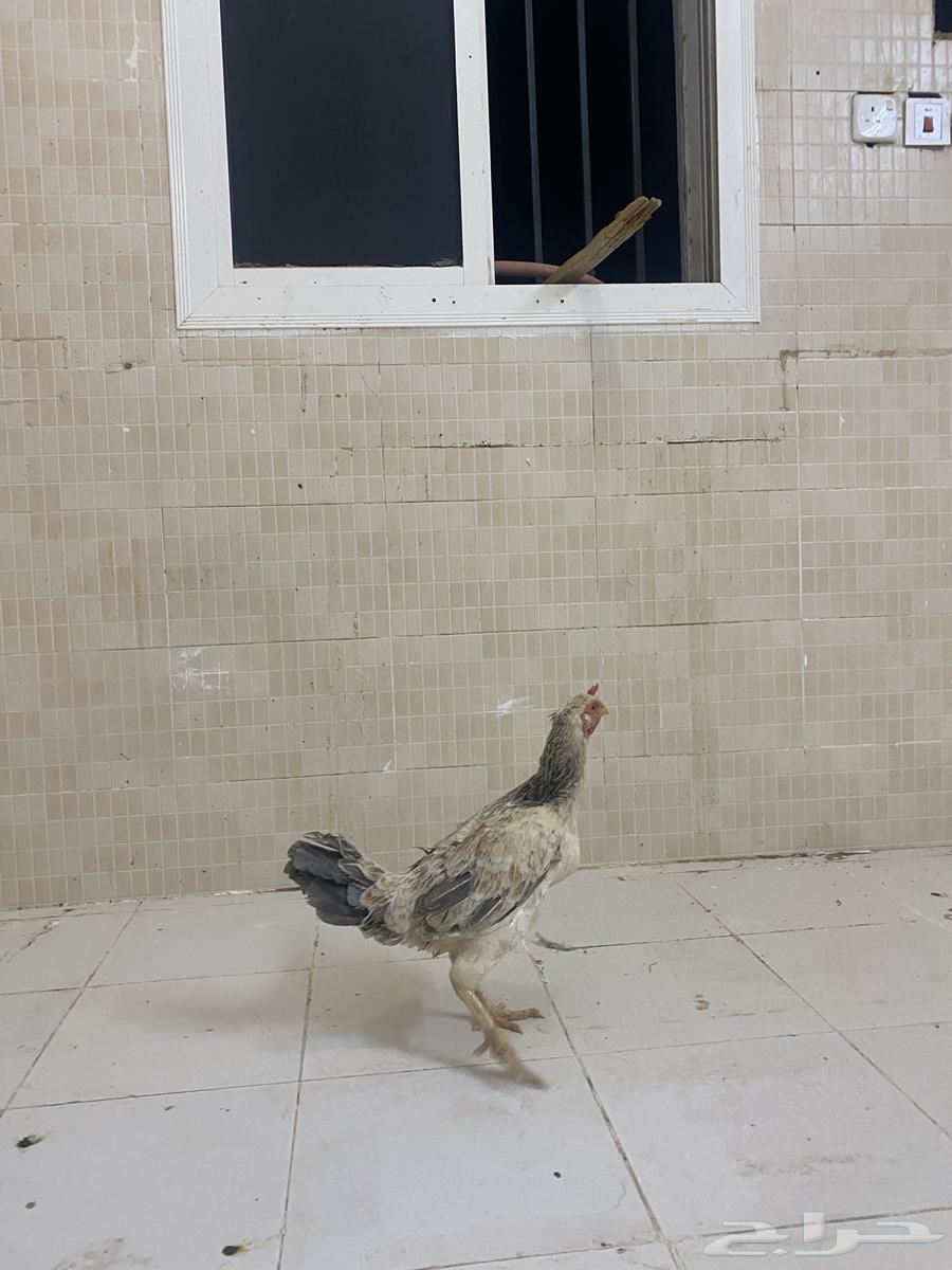 Pakistani Sindhi Chicken63667539386755113