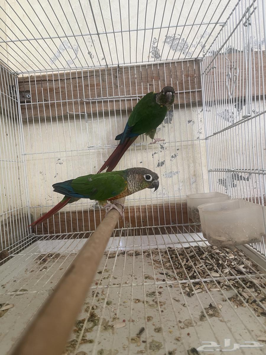 Senior Yellowside pair for sale63655711252994112