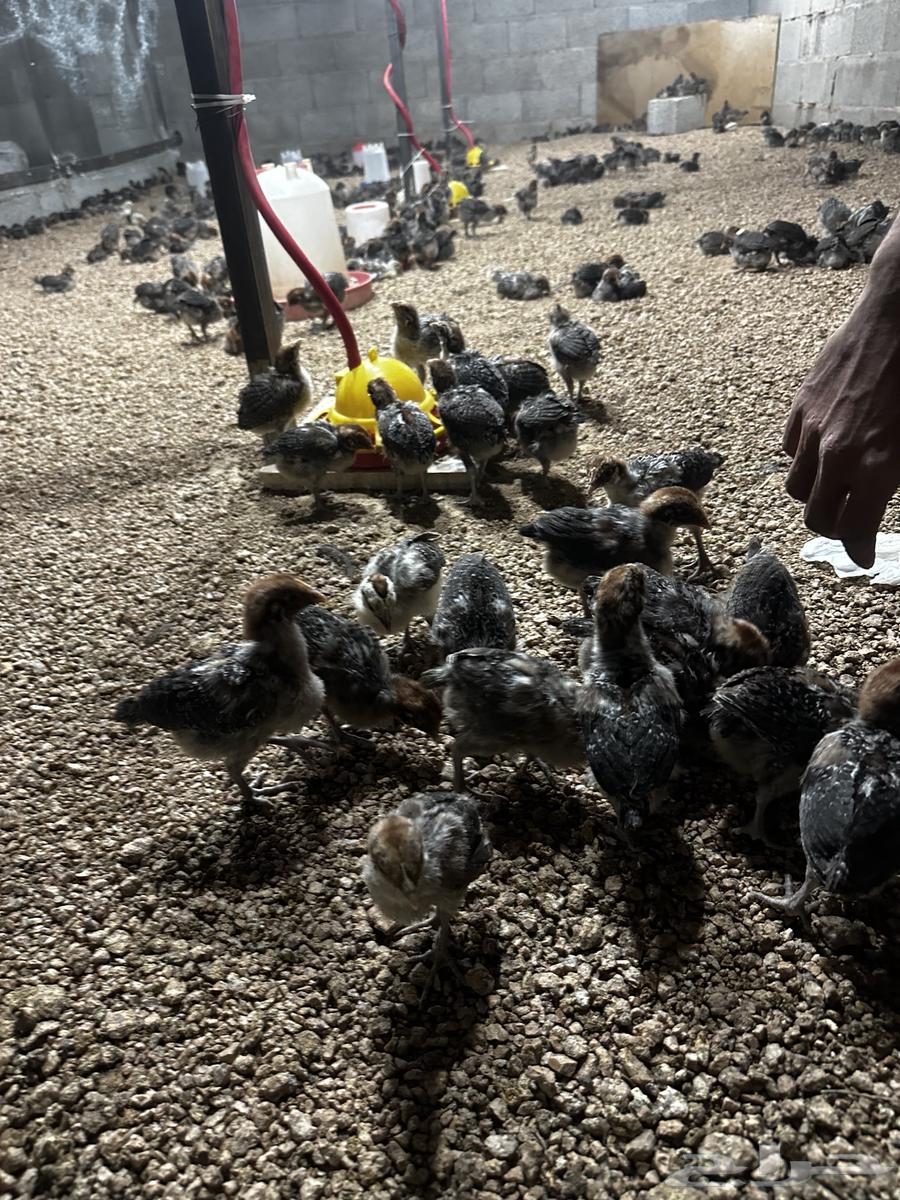 Fiumi Young Rooster63655616114435113