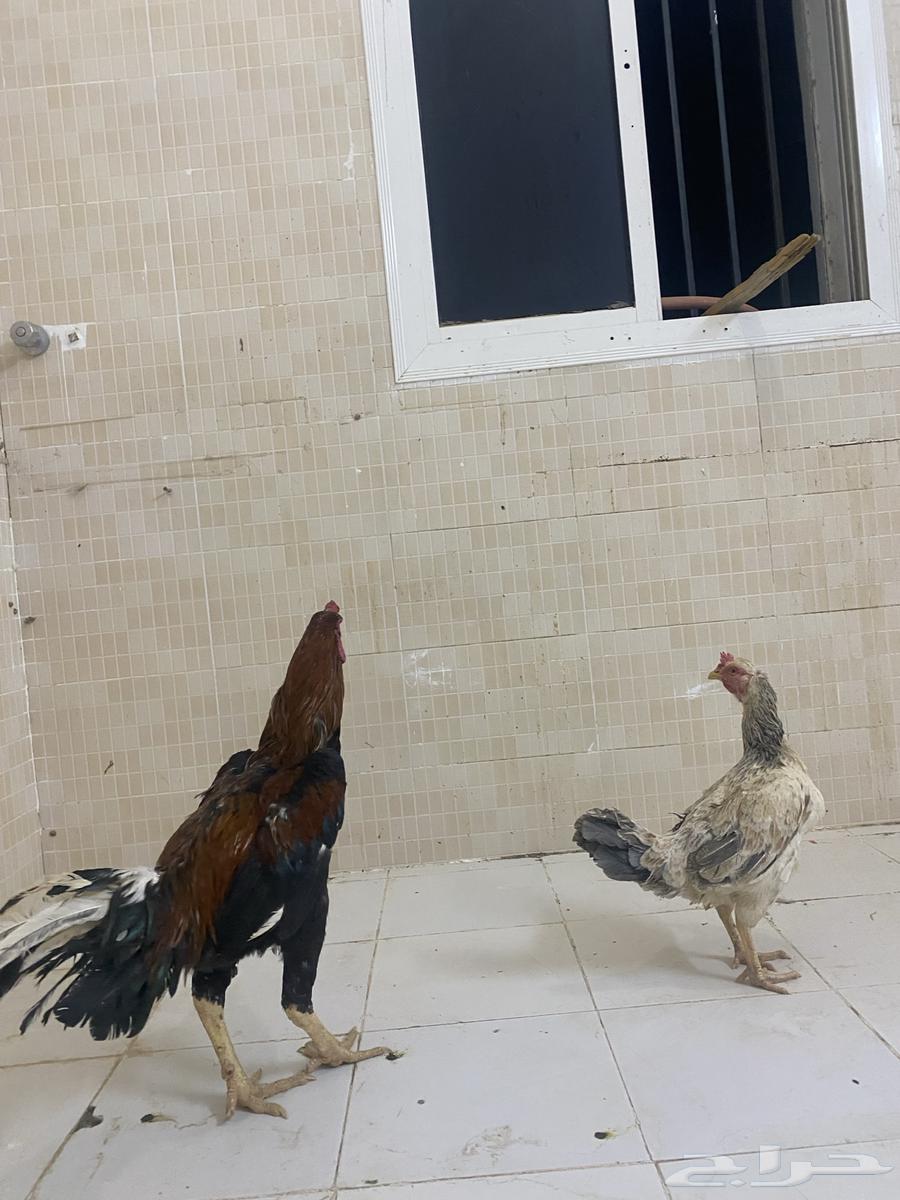 Pakistani Sindhi Chicken63667539386755114