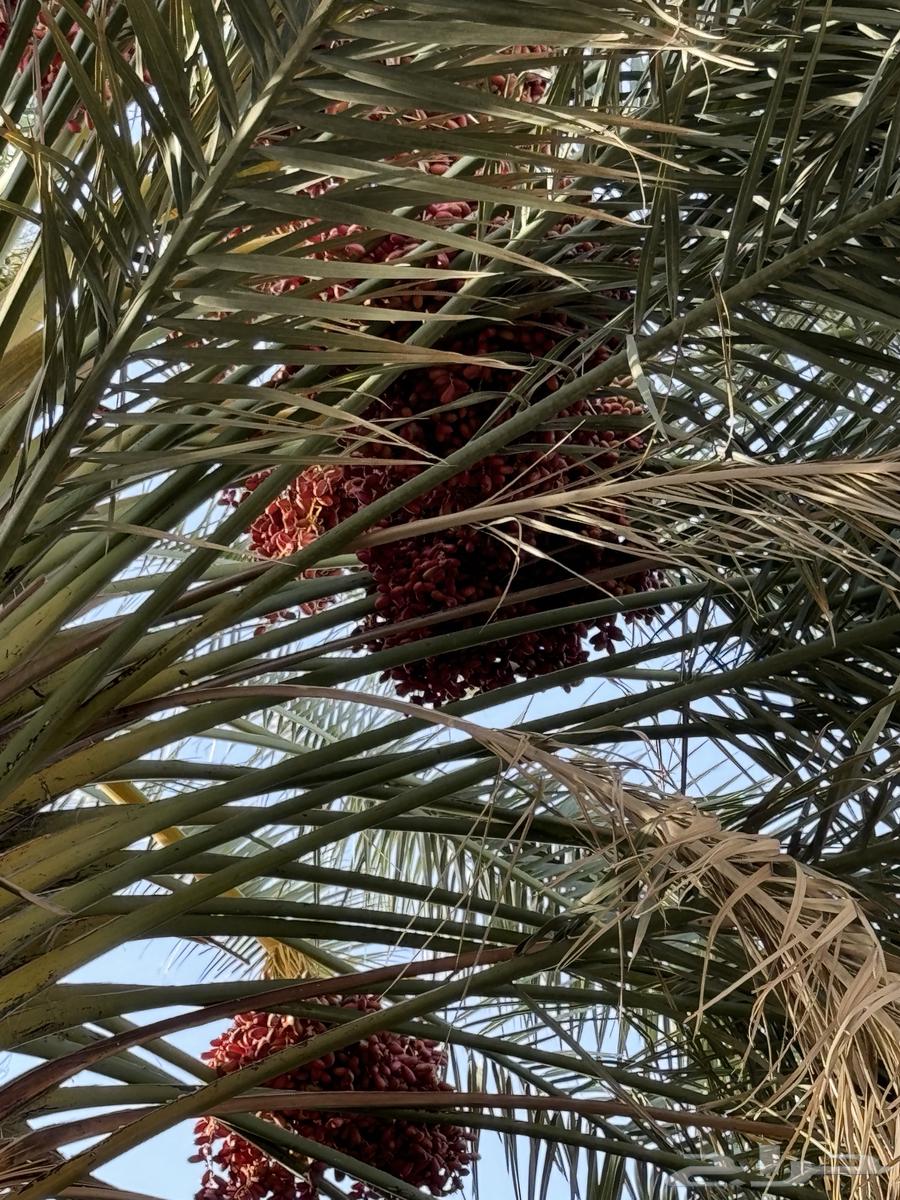 عذوق نخل للبيع لزوجات و المناسبات63655621978243112