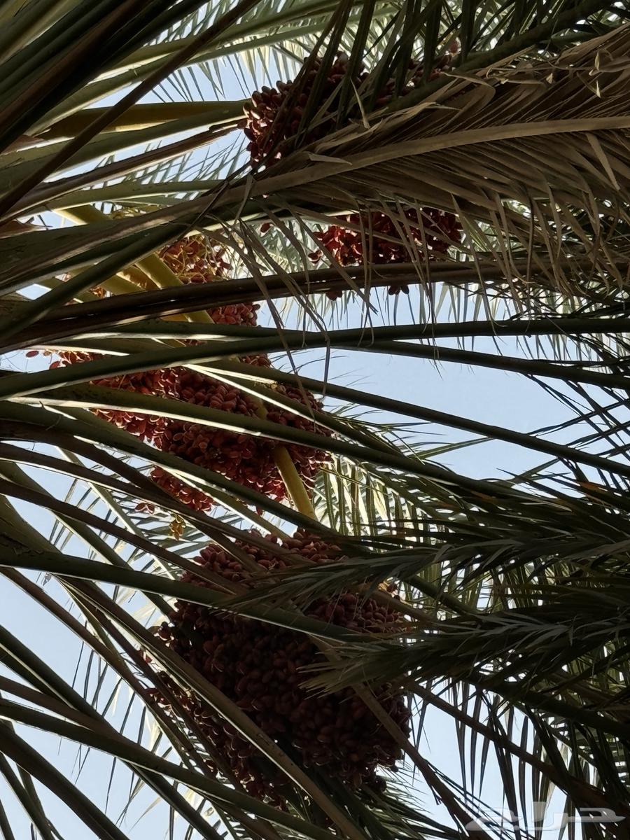 عذوق نخل للبيع لزوجات و المناسبات63655621978243110