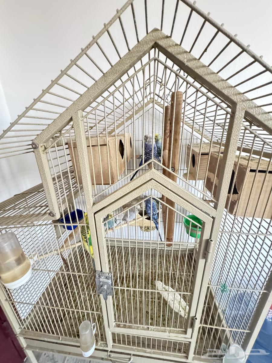 Budgets with cage63656451798530111
