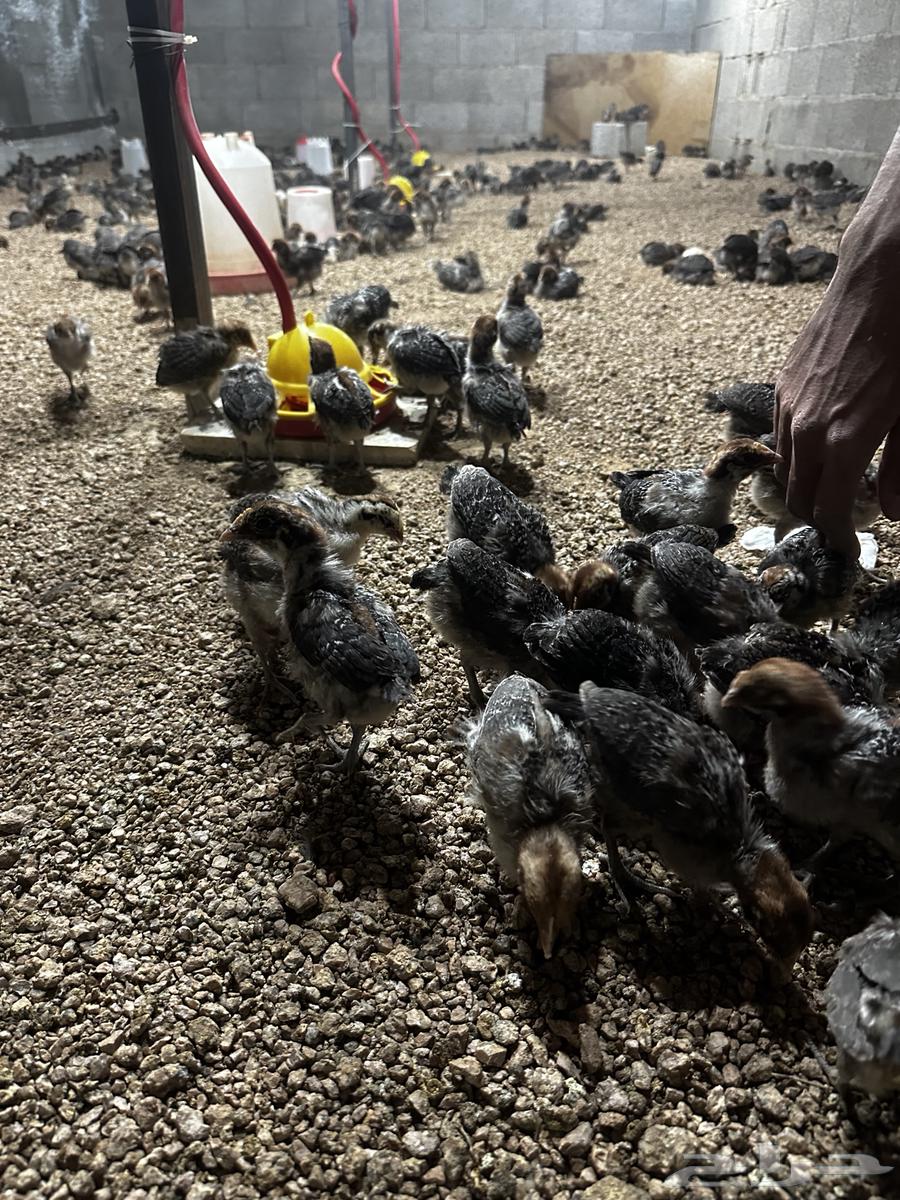 Fiumi Young Rooster63655616114435110