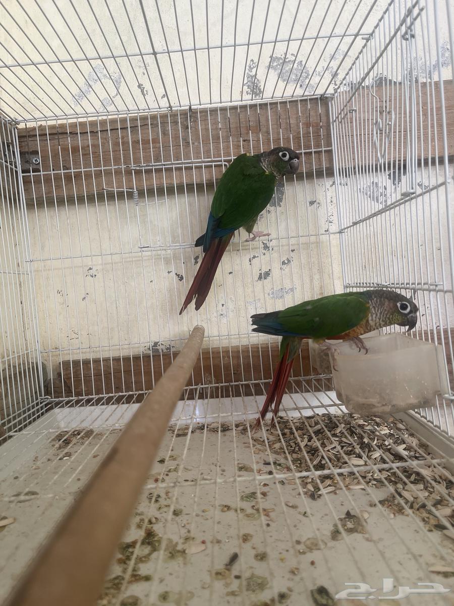 Senior Yellowside pair for sale63655711252994111
