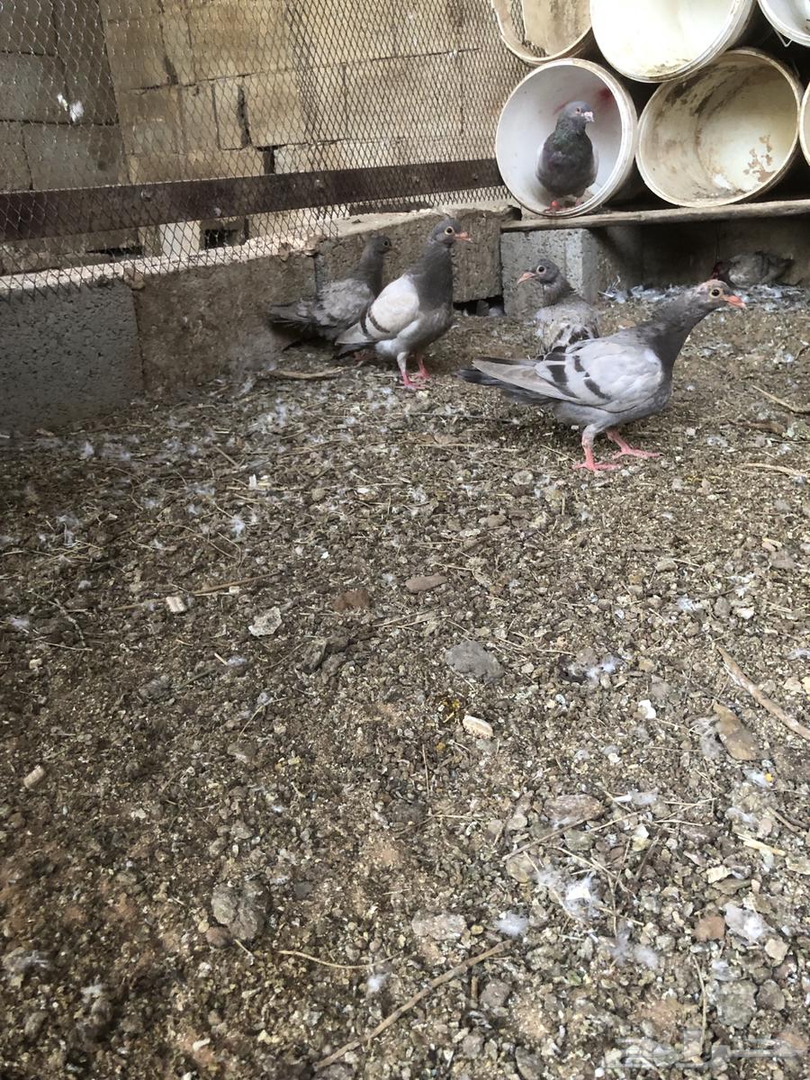 Silver chickens for sale63618475685634111