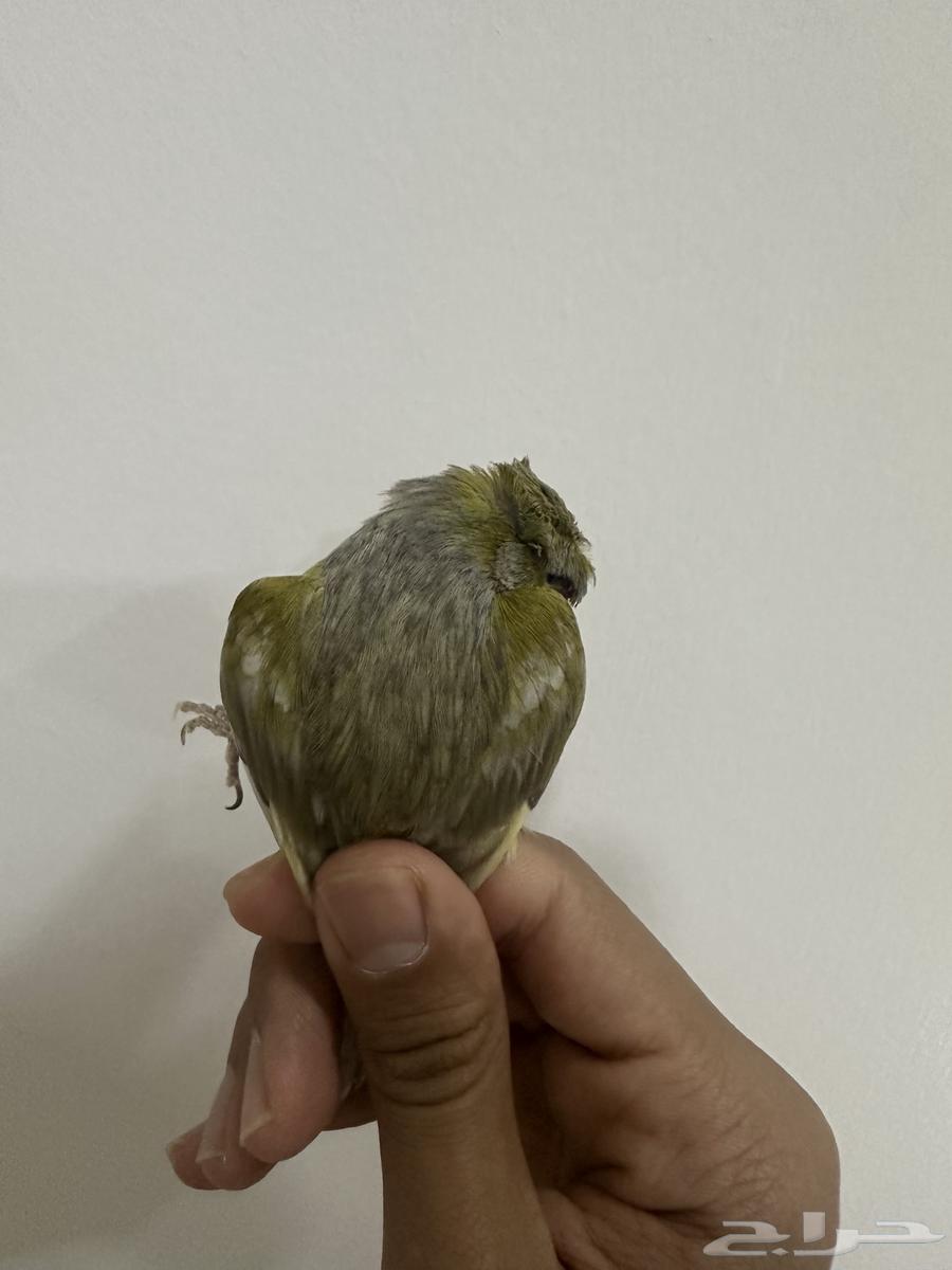 Canary Singing63657243523585110