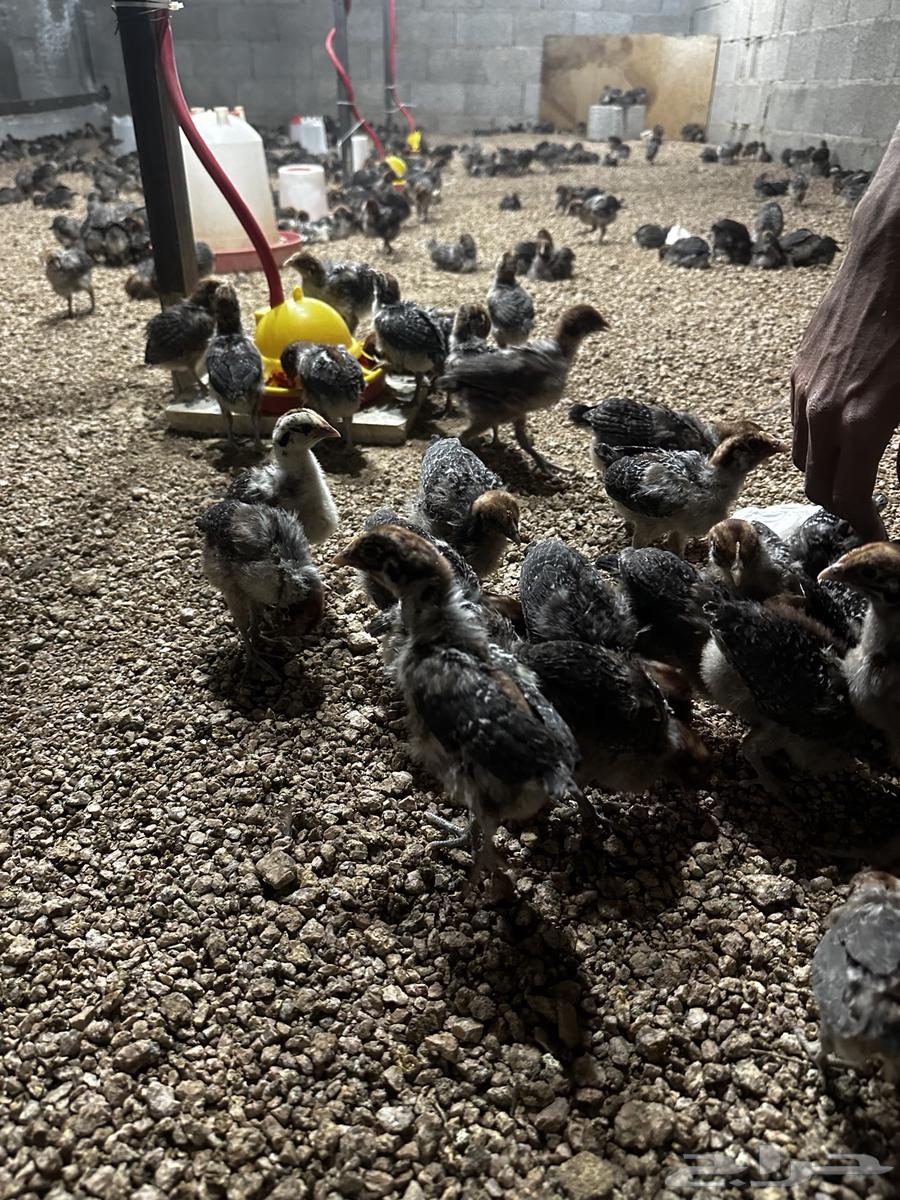Fiumi Young Rooster63655616114435111