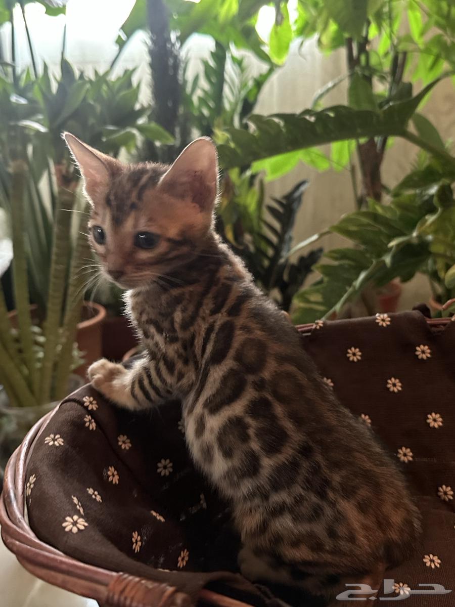 Bengal Cats Strong Levels for Sale Ready for Pickup63656535010819111