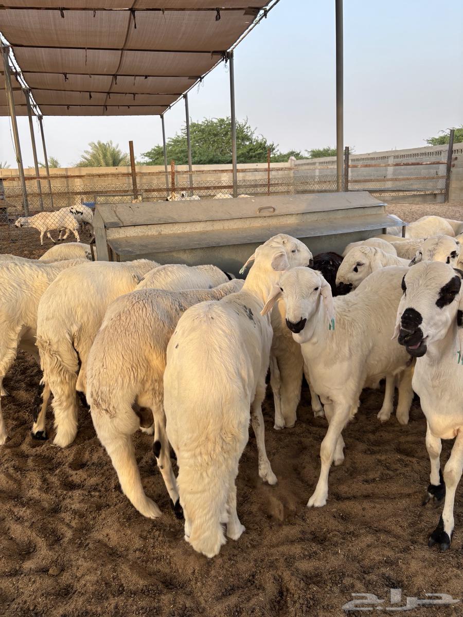 Sawakni young male camels with high weights63655701777027110