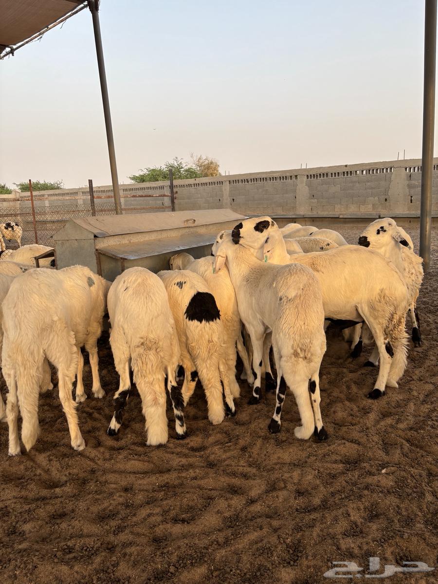 Sawakni young male camels with high weights63655701777027111