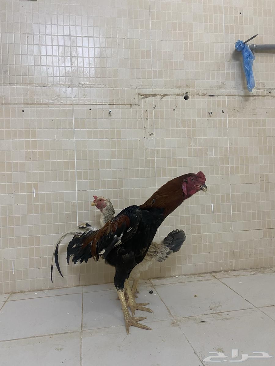 Pakistani Sindhi Chicken63667539386755112