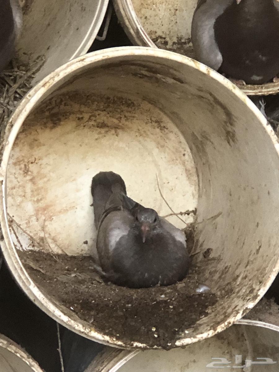 Silver chickens for sale63618475685634113