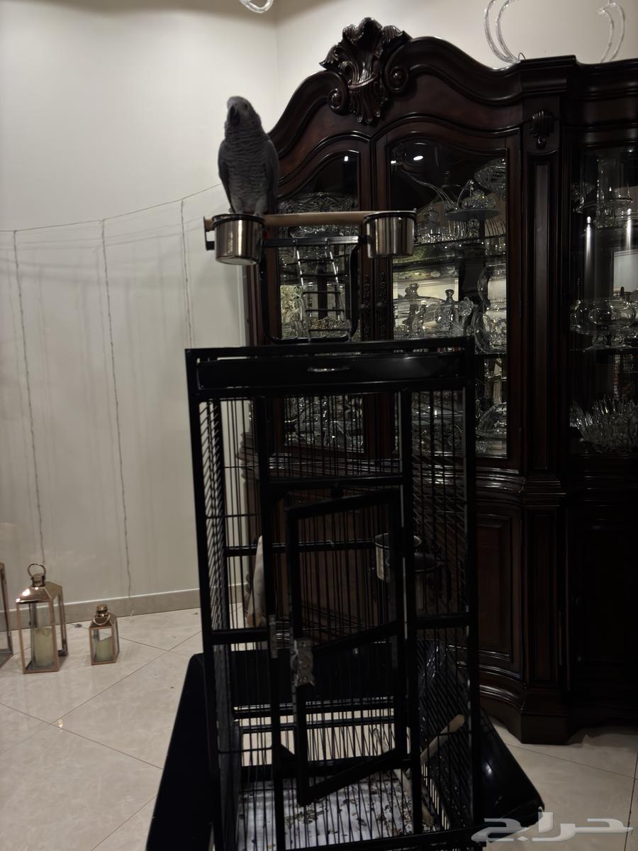 Parrot, I won't accept a substitute63656792998915113