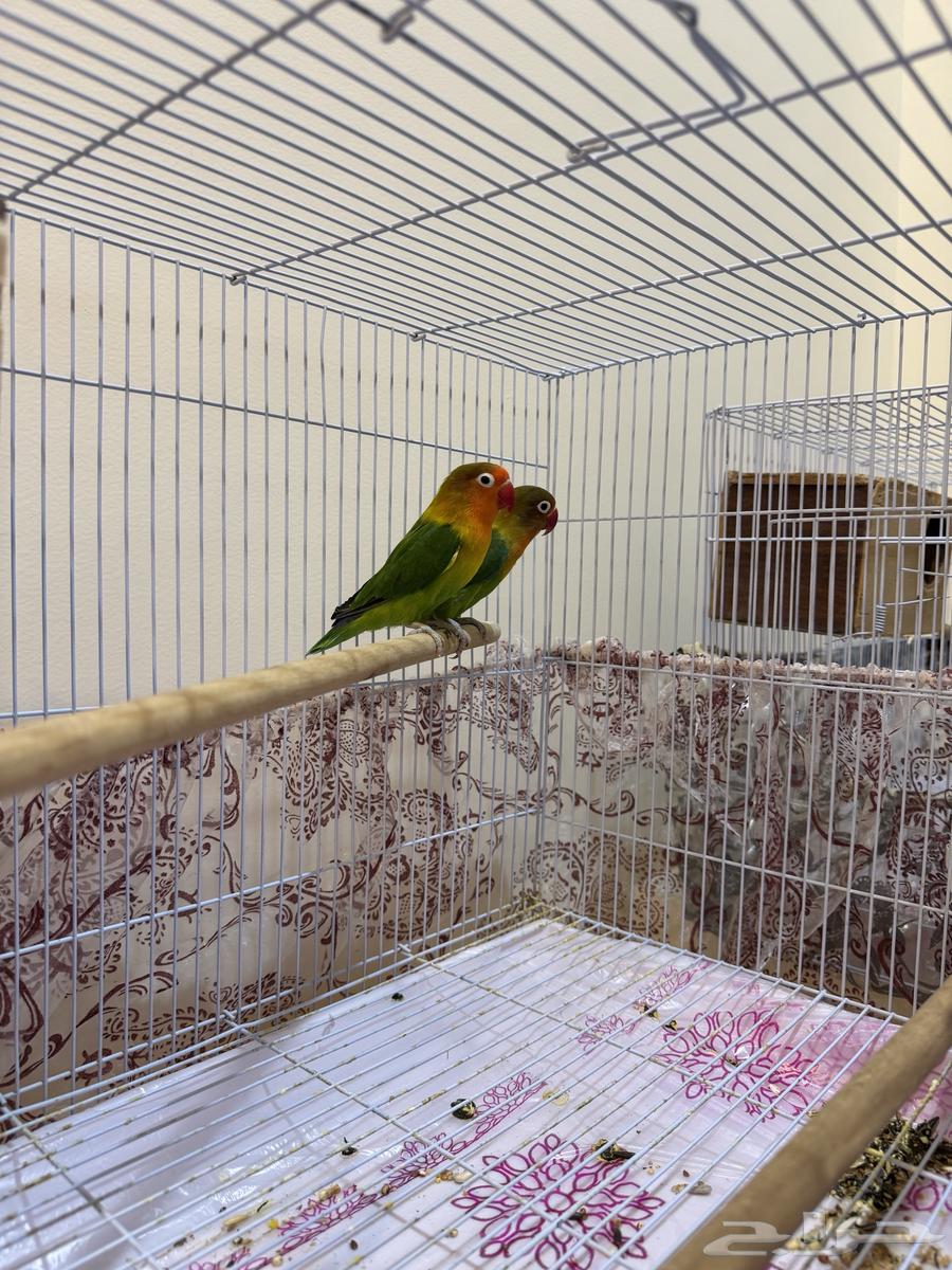 Rose birds for sale with cage63655619952770110