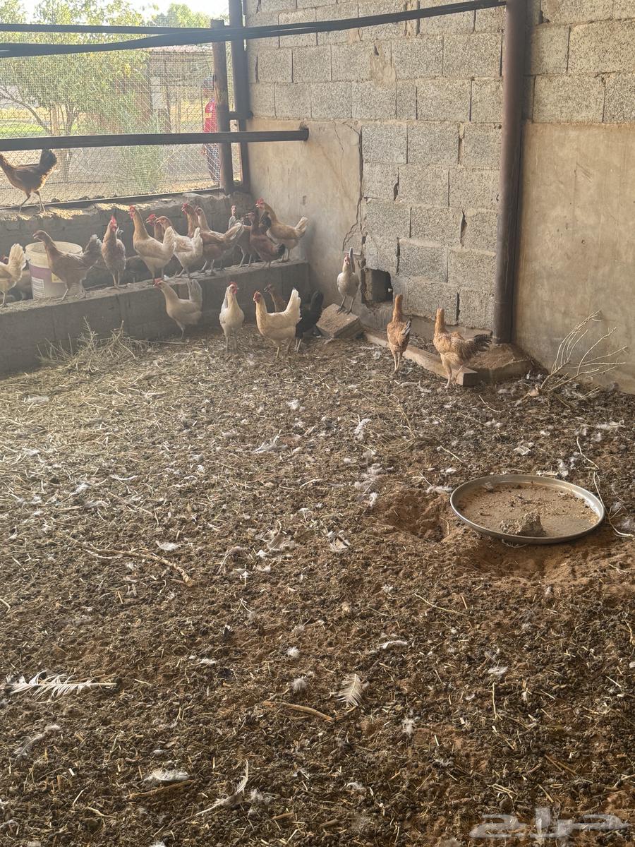 For sale: local and Fayoumi chickens63655611456258111