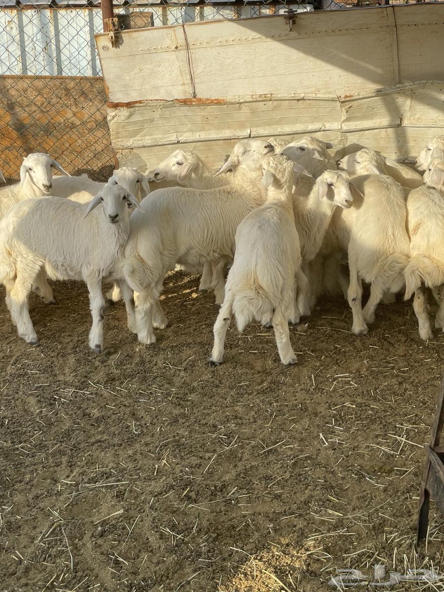 طليان حريه63656372861058111