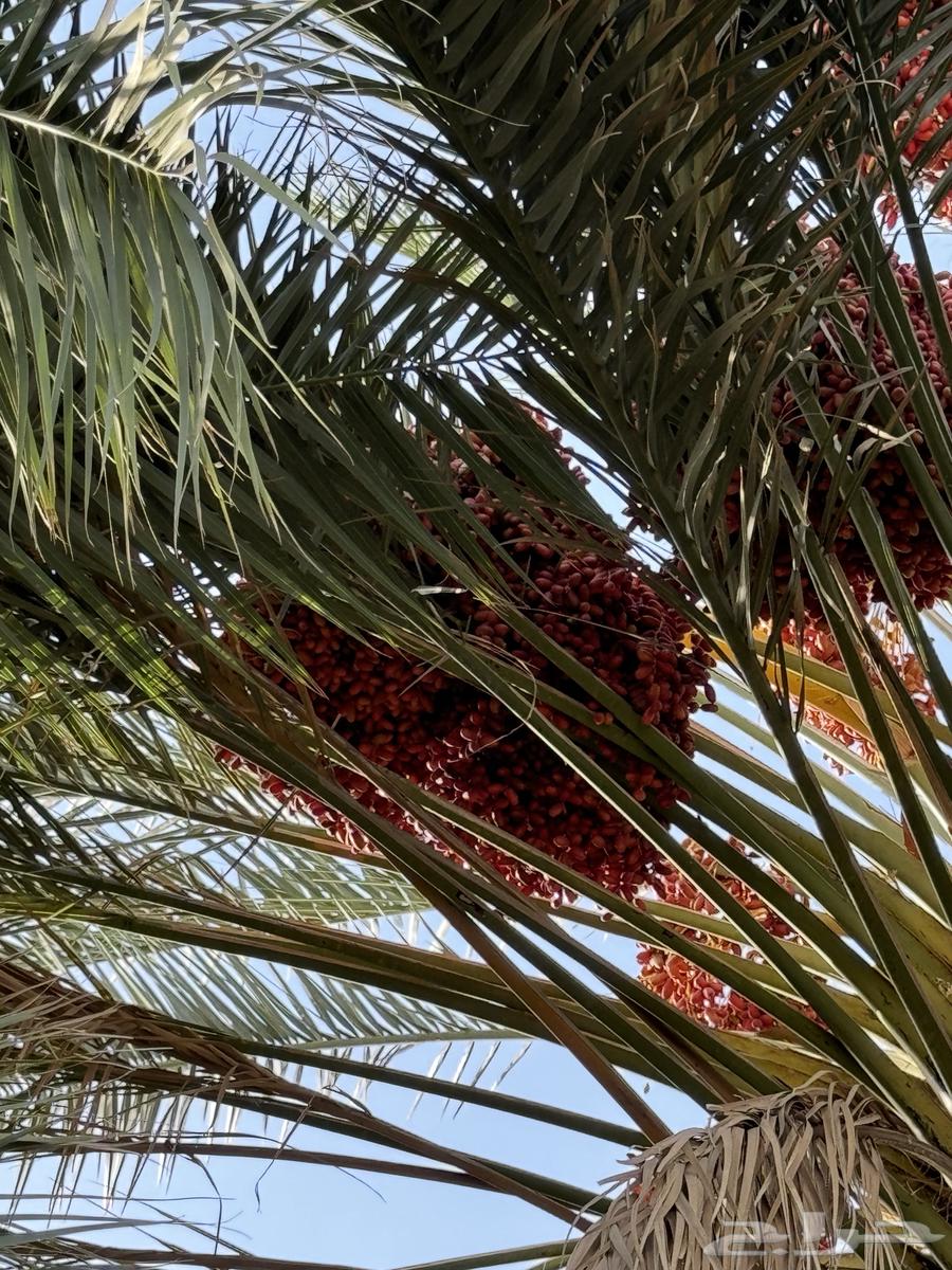 عذوق نخل للبيع لزوجات و المناسبات63655621978243113