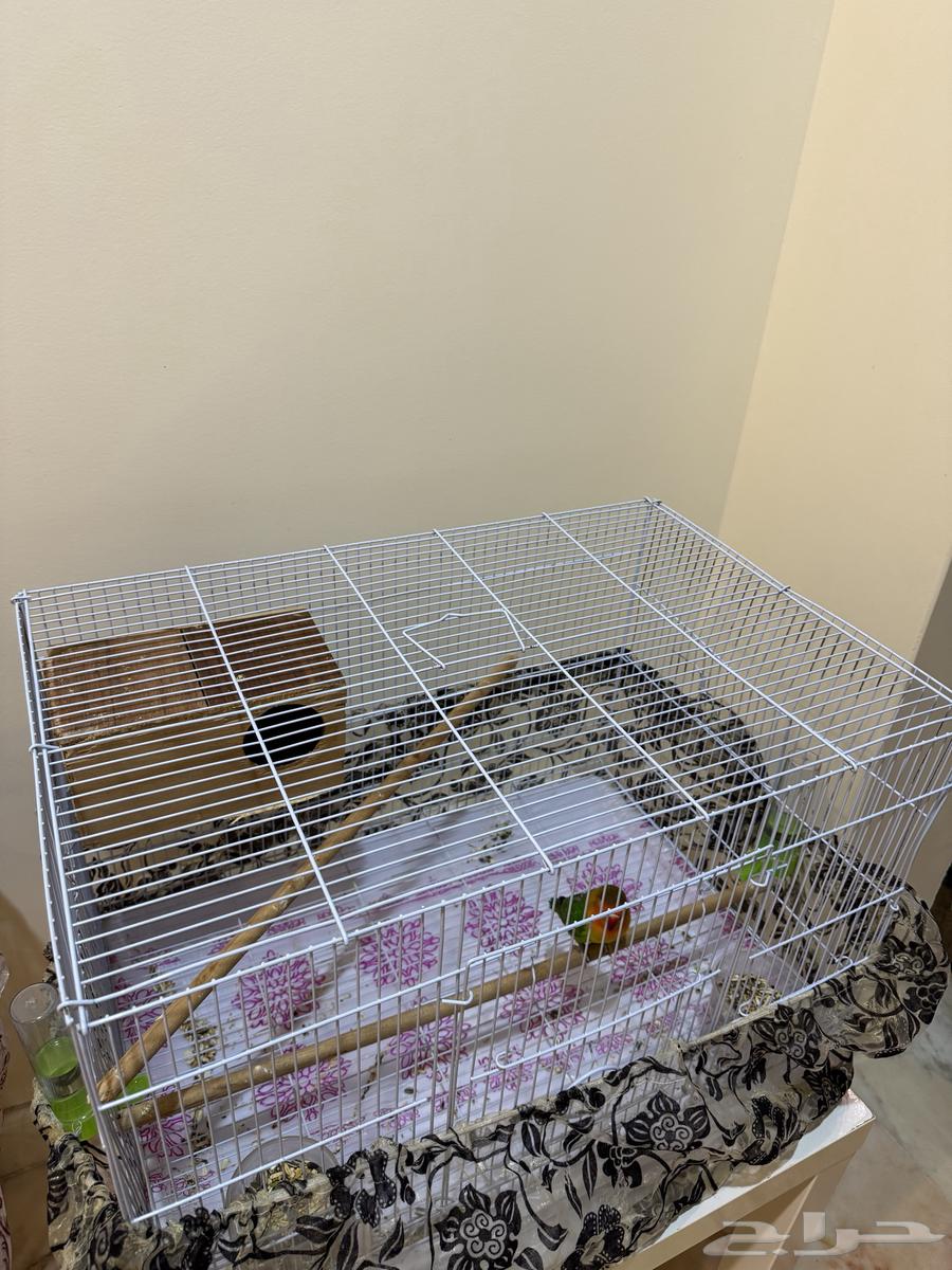 Rose birds for sale with cage63655619952770111