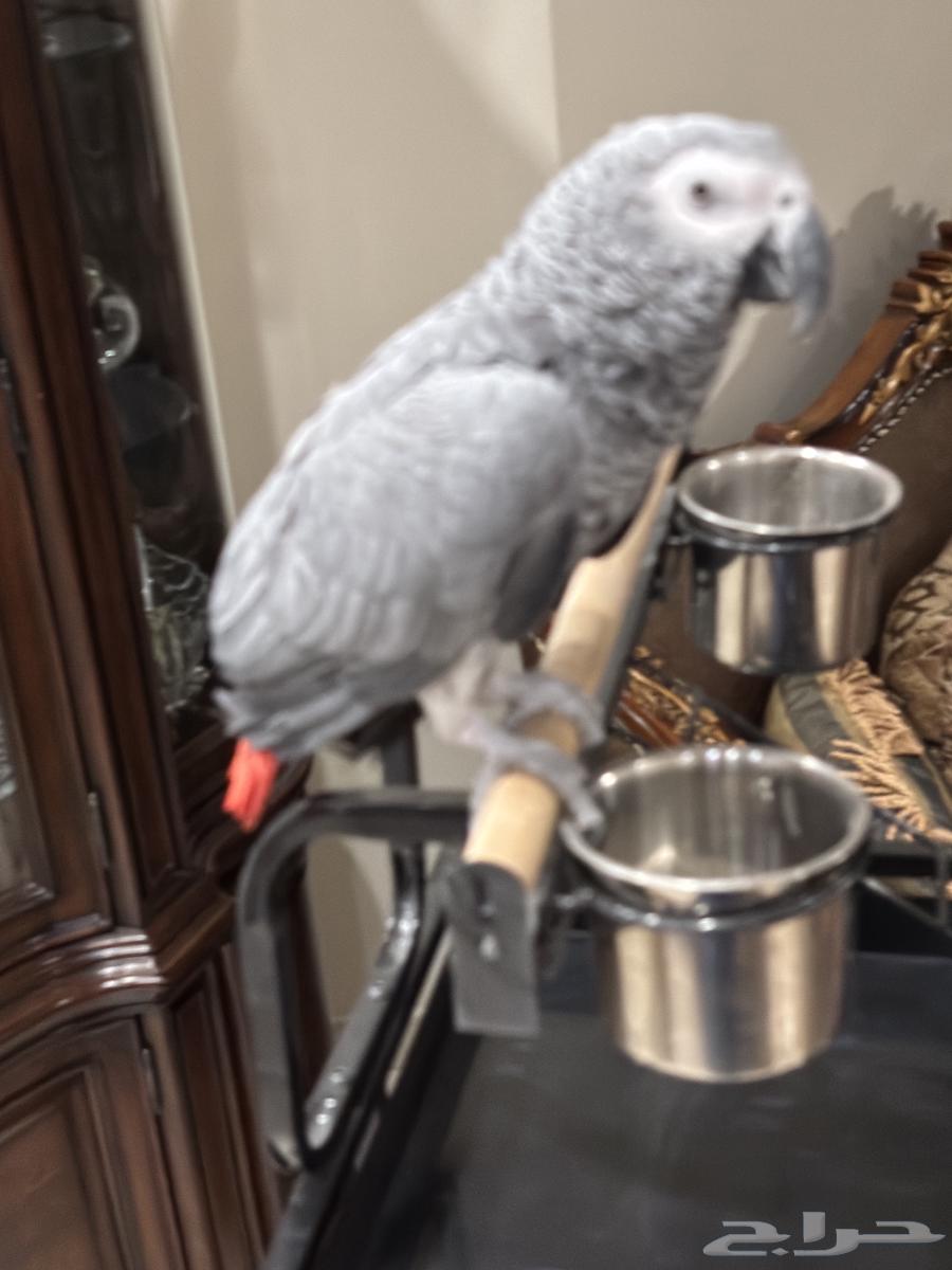 Parrot, I won't accept a substitute63656792998915110