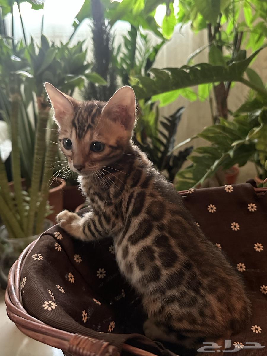 Bengal Cats Strong Levels for Sale Ready for Pickup63656535010819110
