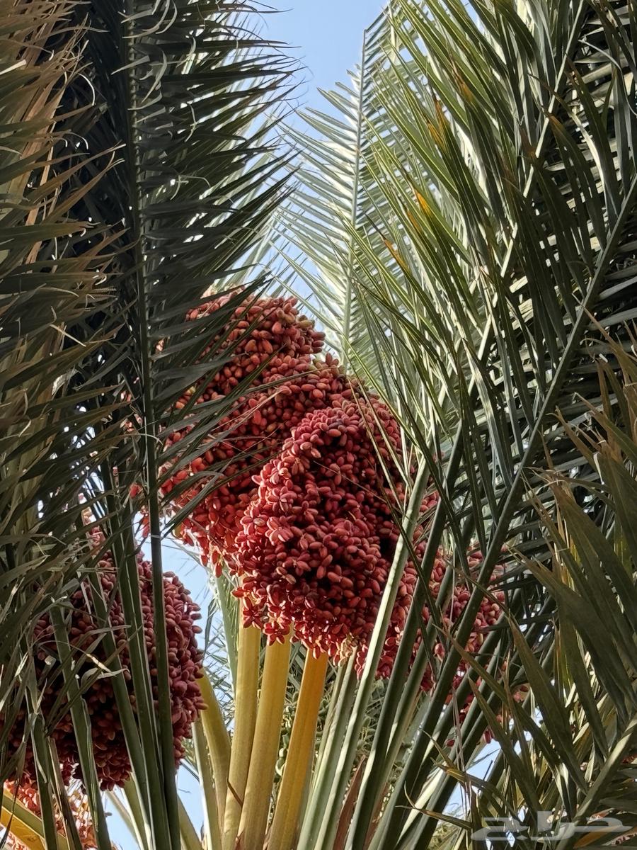 عذوق نخل للبيع لزوجات و المناسبات63655621978243111