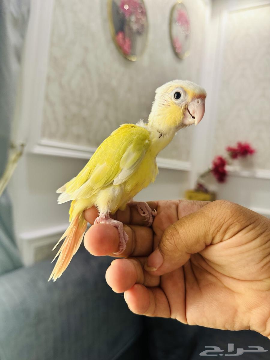 فرخ كنيور ( مون شك )( تم البييع )63655701119489112