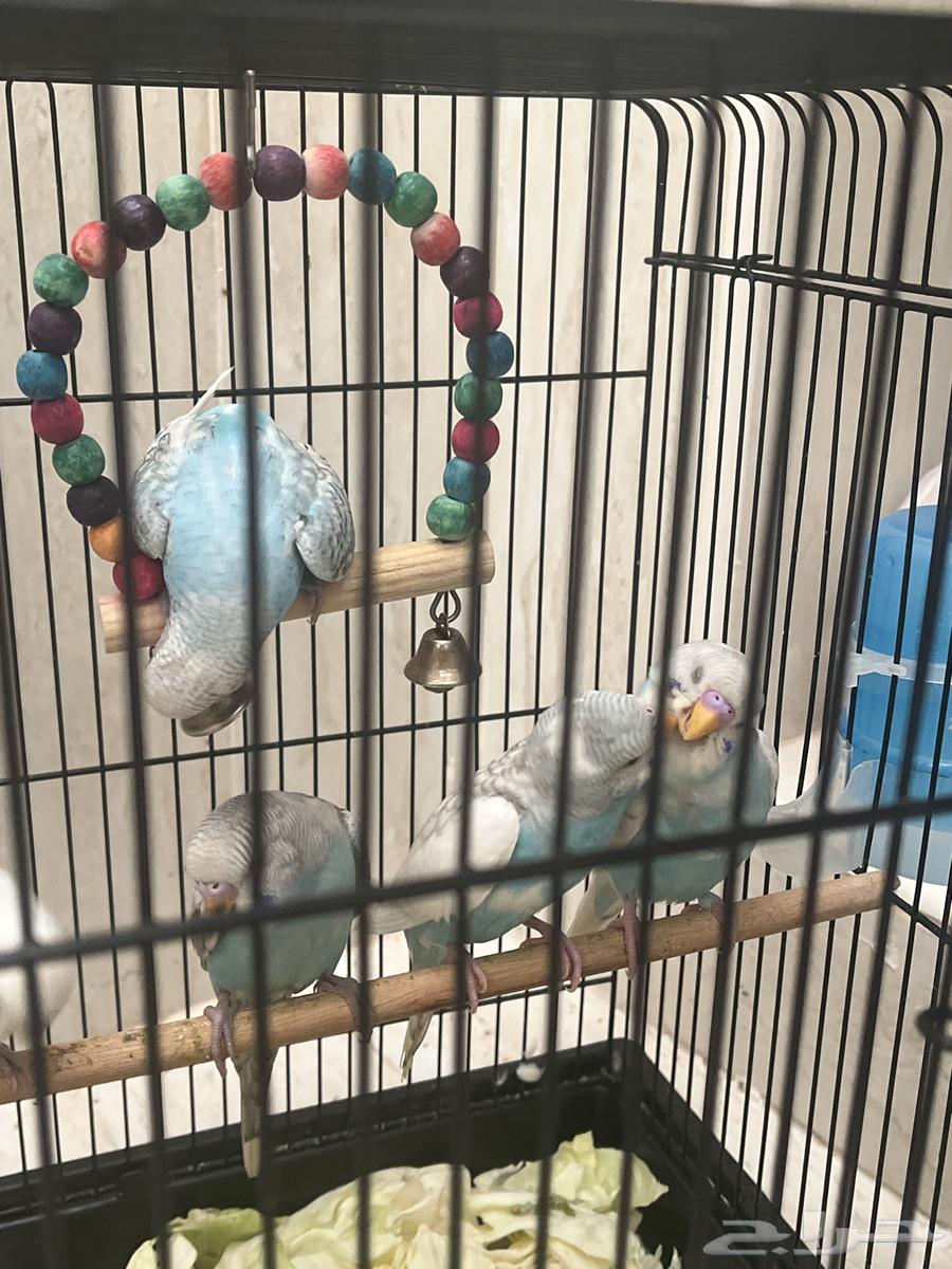 Budgie birds63655701937793110