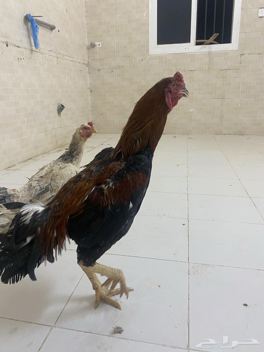 Pakistani Sindhi Chicken63667539386755110