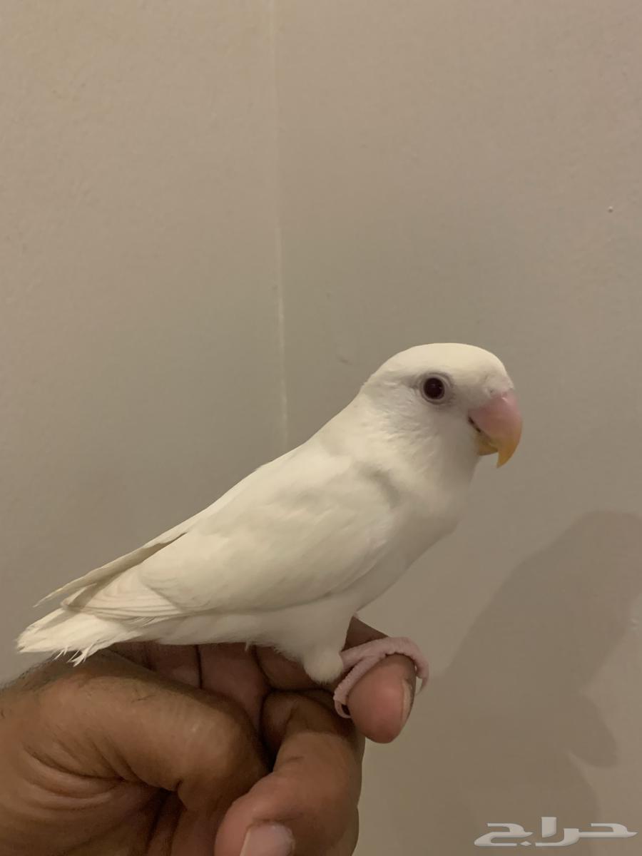 روز اليف63655707685633112