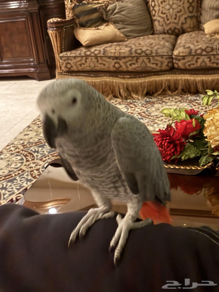 Parrot, I won't accept a substitute63656792998915112