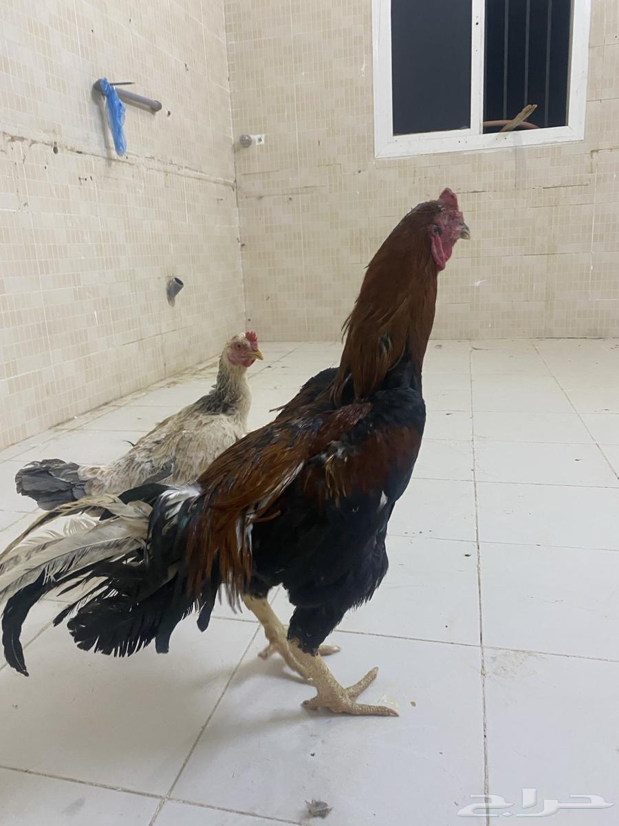 Pakistani Sindhi Chicken63667539386755111
