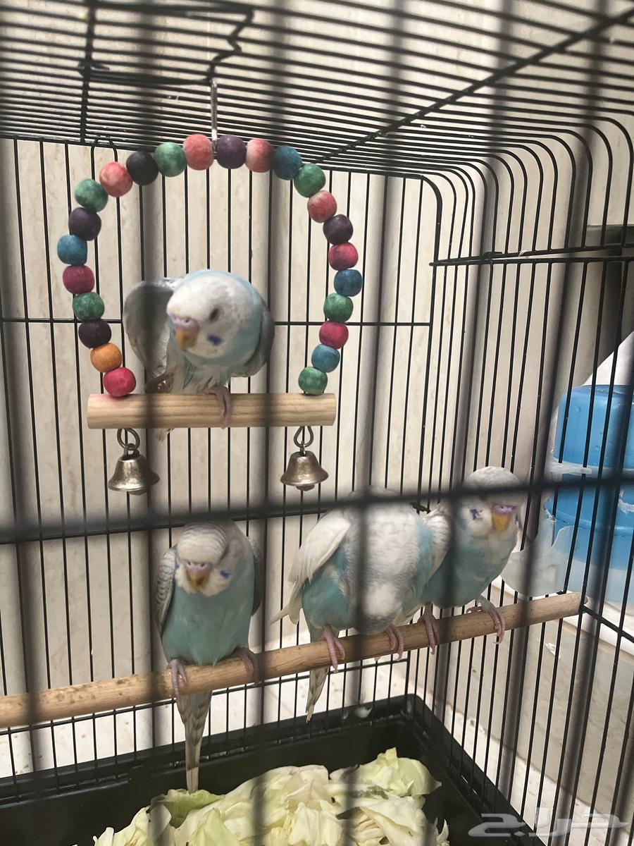 Budgie birds63655701937793111