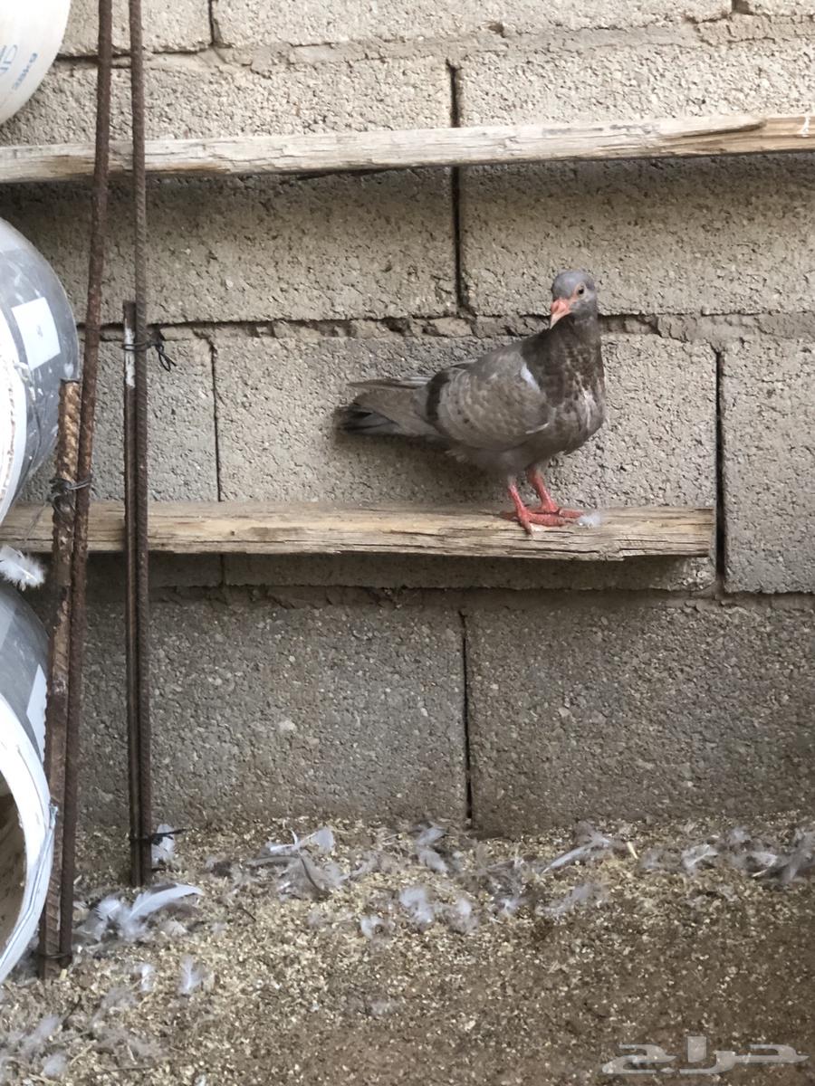 Silver chickens for sale63618475685634112