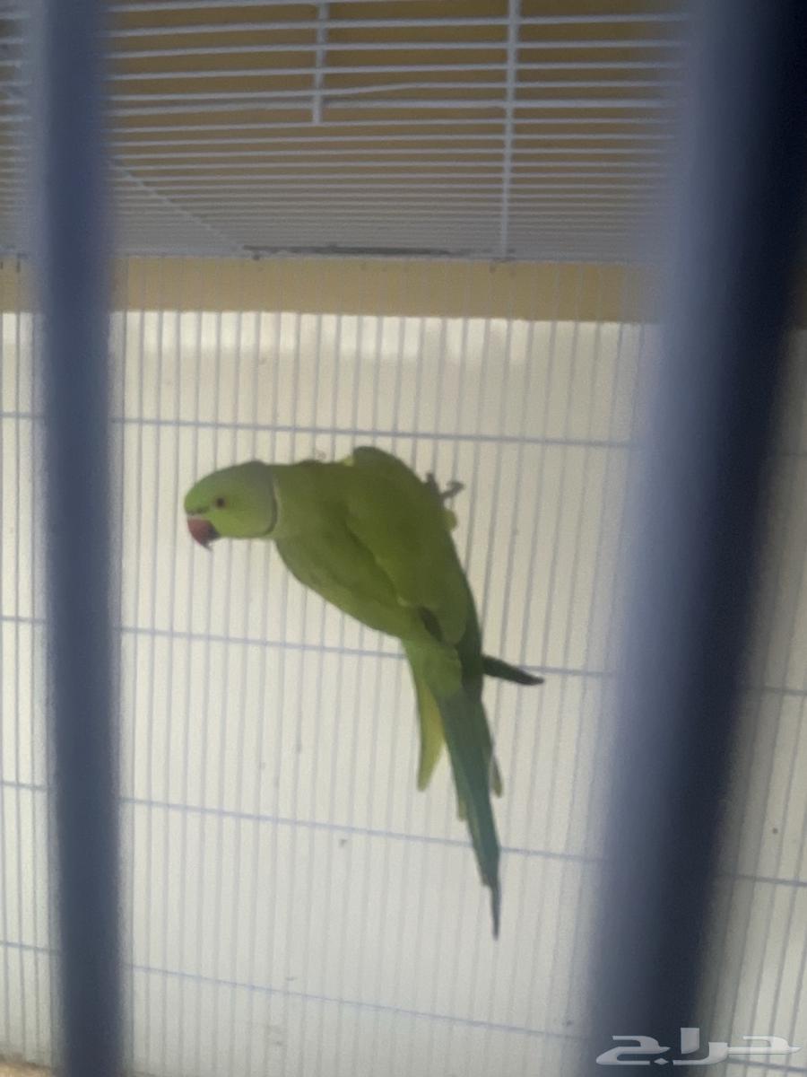 Two breeding pairs of parrots for sale63655625266563112