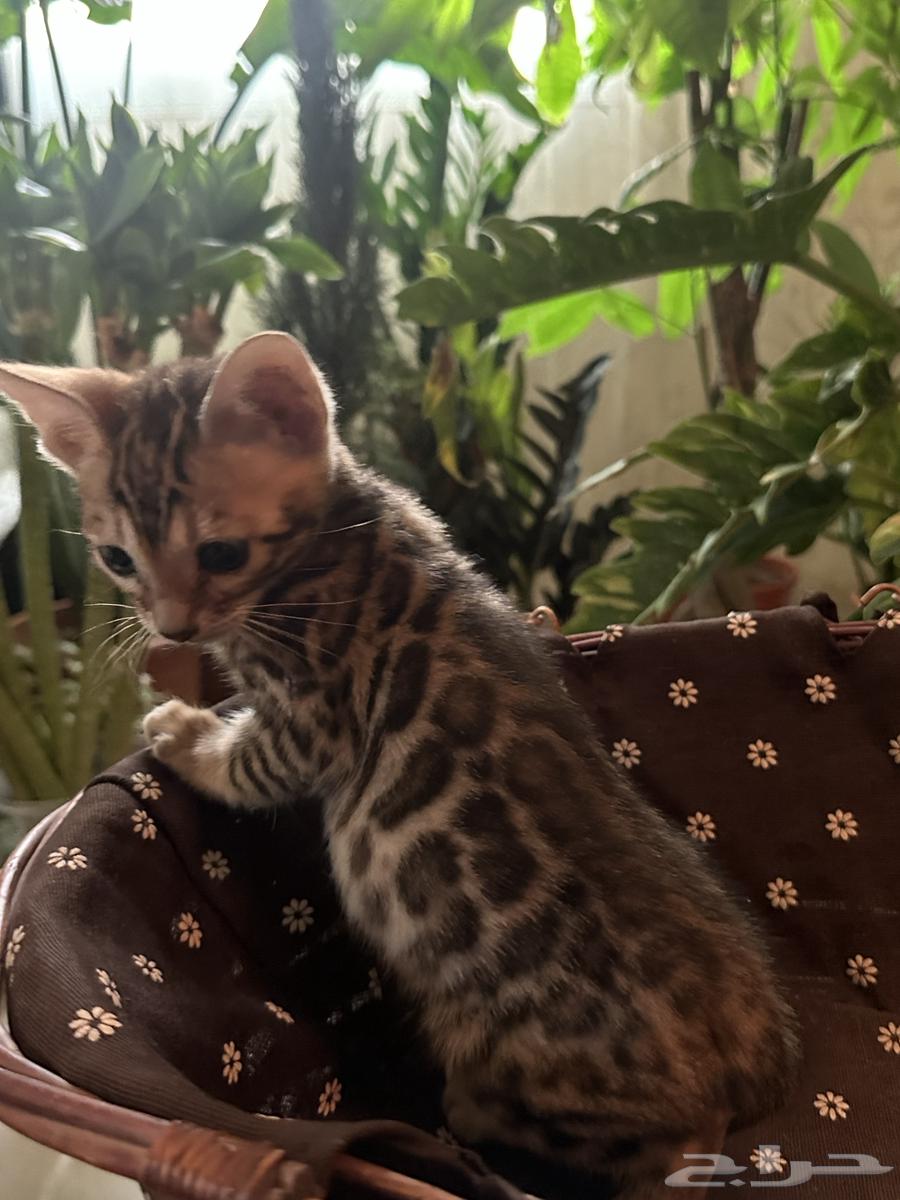 Bengal Cats Strong Levels for Sale Ready for Pickup63656535010819114