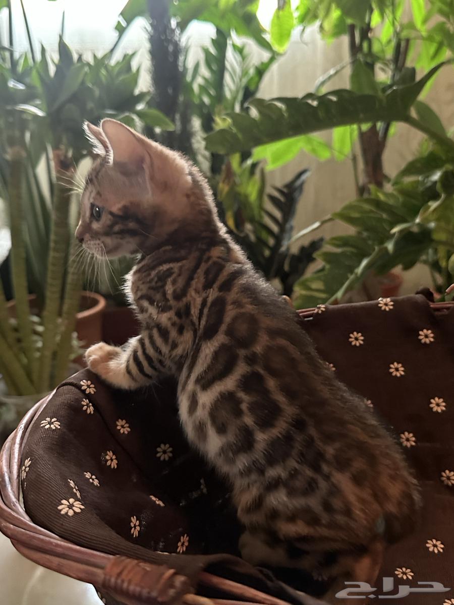 Bengal Cats Strong Levels for Sale Ready for Pickup63656535010819112