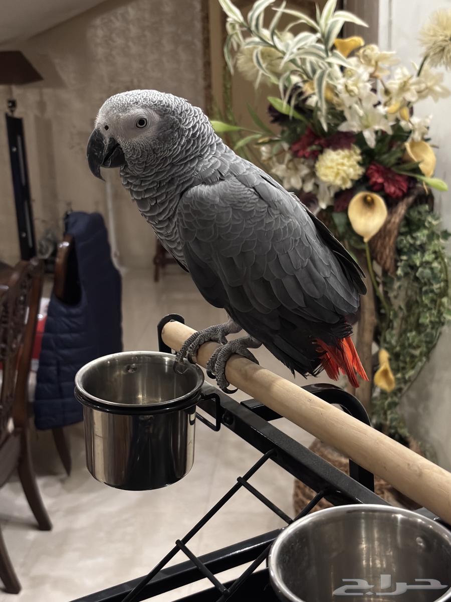 Parrot, I won't accept a substitute63656792998915111