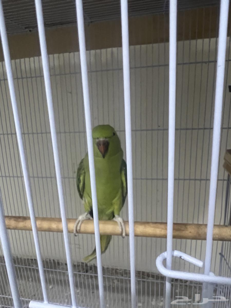 Two breeding pairs of parrots for sale63655625266563111