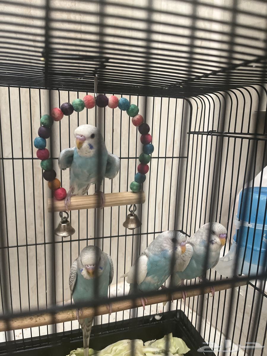 Budgie birds63655701937793112
