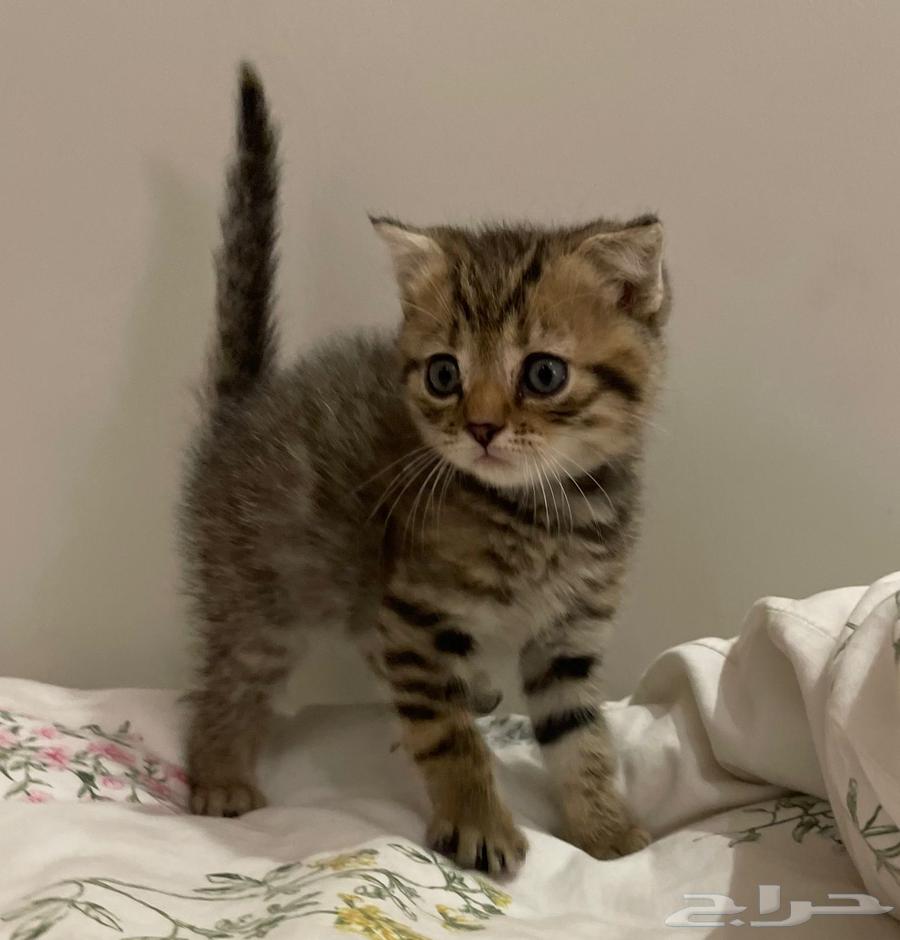 Kittens for sale63655611543042112