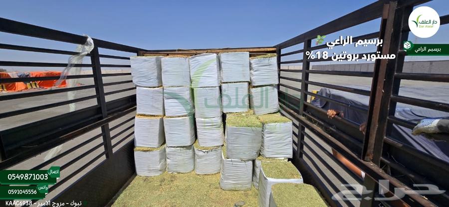 Imported Alfalfa Raee from Tabuk63655626378627110
