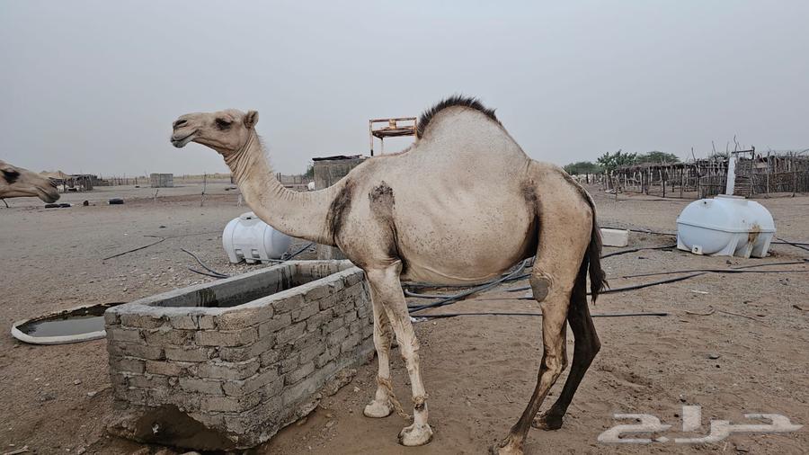 ابل عوادي63667539731202110