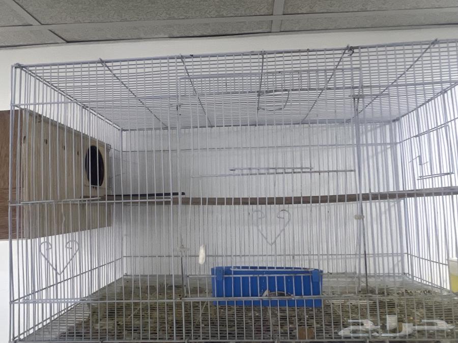 Two breeding pairs of parrots for sale63655625266563113