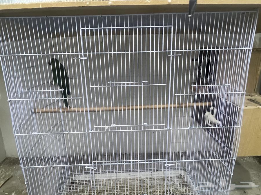 Two breeding pairs of parrots for sale63655625266563110