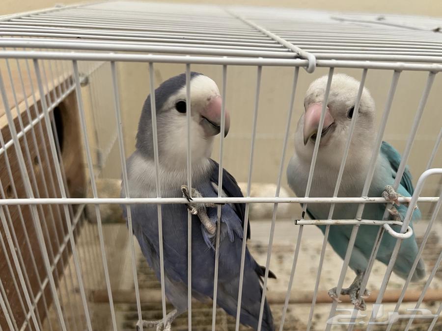 زوج روز اليف وجاهز للانتاج63667538136705113