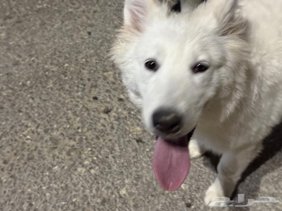 Samoyed puppy, white dog, only 1000 SAR63671296093314111