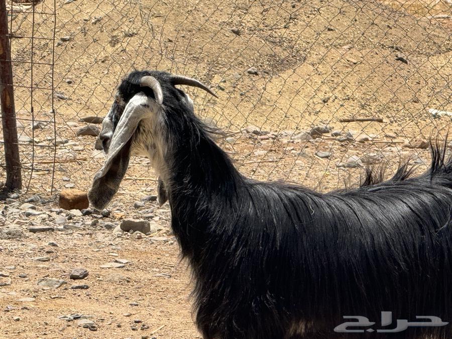 جفار عوارض. تم البيع63657061031041114